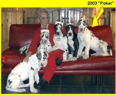 harlequin dane for sale